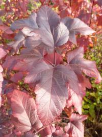 Tavola kalinolistá (Physocarpus opulifolius)