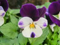 Maceška zahradní (Viola wittrockiana)