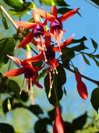 Fuchsie (Fuchsia)