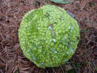 Maklura jablkovitá (Maclura pomifera)