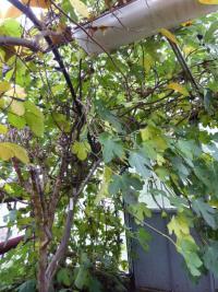 Fíkovník smokvoň (Ficus carica)