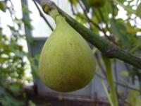 Fíkovník smokvoň (Ficus carica)