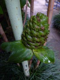 Kostus - poupě (Costus dubius)