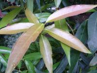 Jambosa (Eugenia jambos)