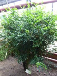 Muraja (Murraya exotica)