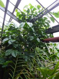 Kávovník excelsa (Coffea Excelsa)