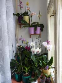 Falenopsis (Phalaenopsis)
