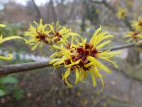 Vilín měkký 'Pallida' (Hamamelis mollis)