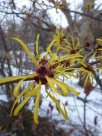Vilín měkký 'Pallida' (Hamamelis mollis)