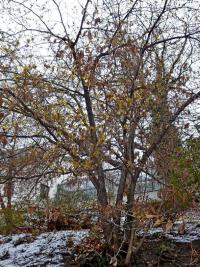 Vilín měkký 'Pallida' (Hamamelis mollis)