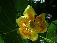 Liliovník tulipánokvětý (Liriodendron tulipifera)