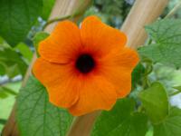 Thunbergie křídlatá (Thunbergia alata)