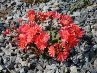 Lewisie (Lewisia)