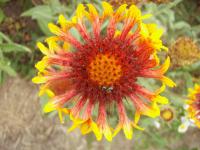 Kokarda (Gaillardia)
