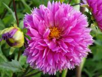 Dahlien (Dahlia)