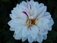 Dahlien (Dahlia)
