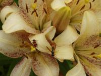 Lilie (Lilium)