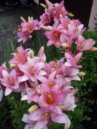 Lilie (Lilium)