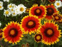 Kokarda velkokvětá (Gaillardia x grandiflora)