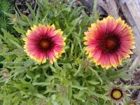 Kokarda velkokvětá (Gaillardia x grandiflora)