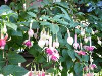 Fuchsie (Fuchsia)