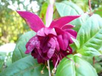 Fuchsie (Fuchsia)