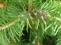 Korovnice smrková na smrku květen (Sacchiphantes abietis)