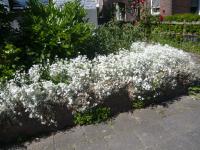 Rožec plstnatý (Cerastium tomentosum)