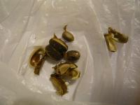 Skočec obecný, plod a semena (Ricinus communis)