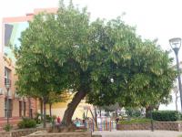 Bobkovišeň portugalská - květen