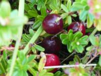 Cranberry, klikva velkoplodá (Oxycoccus macrocarpon)