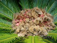 Palma ságová (Cycas revoluta)