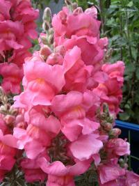 Hledík (Antirrhinum)