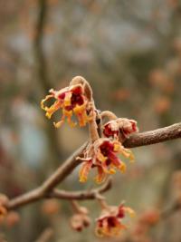 Vilín (Hamamelis)