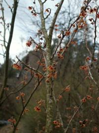 Vilín (Hamamelis)