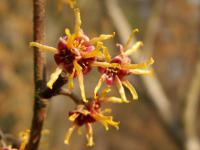 Vilín (Hamamelis)