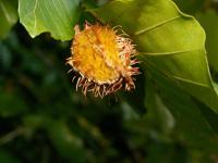 European beech (Fagus sylvatica)