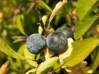 Blackthorn (Prunus spinosa)