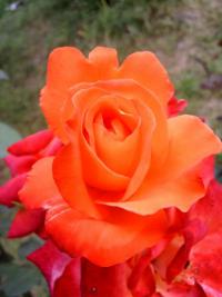 Růže 'France Libre' - Velkokvěté růže (Rosa)