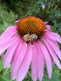 Rudbekie