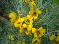 Kasie (Senna artemisioides)