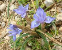 Kosatcovník badilový (Moraea sisyrinchium)