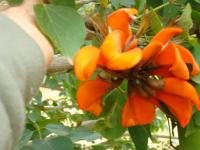 Zarděnice , Pobřežní korálový strom (Erythrina caffra)