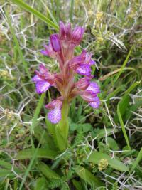 Vstavač (Orchis caspia)