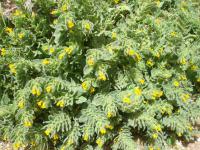 Kamejník východní (Alkanna orientalis)