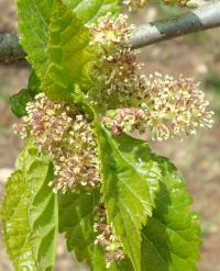 Morušovník (Morus)