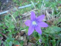Zvonek (Campanula retrorsa)