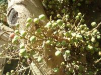 Fíkovník egyptský (Ficus sycamorus)