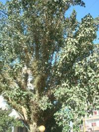 Fíkovník egyptský (Ficus sycamorus)