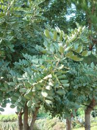 Rohovník obecný (Ceratonia siliqua)